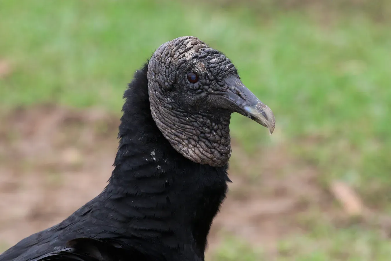 File:Black vulture (Coragyps atratus) head.JPG