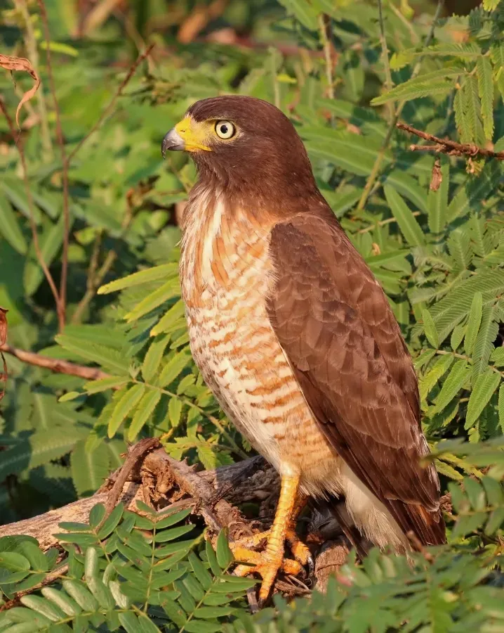 File:Roadside hawk (Rupornis magnirostris) immature 2.jpg