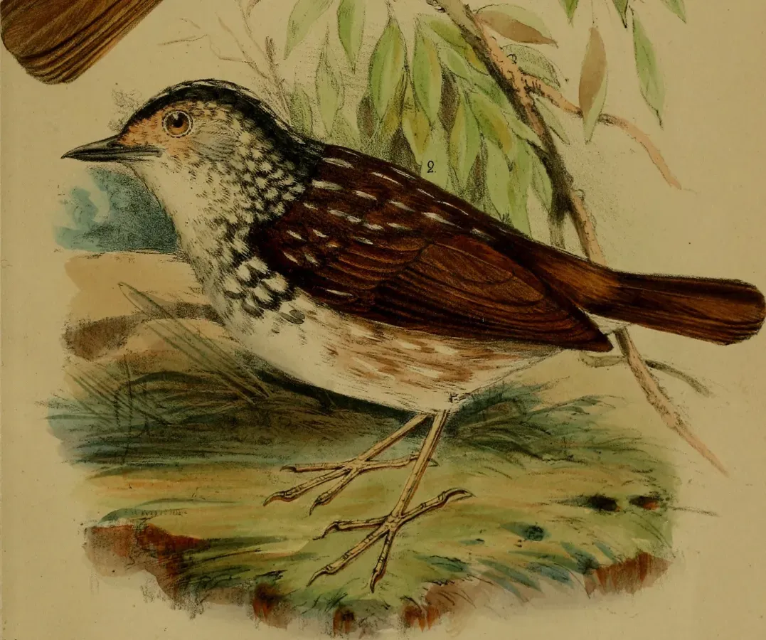 File:Kenopia striata - Annali del Museo civico di storia naturale di Genova (1874) (18222903488) (cropped).jpg