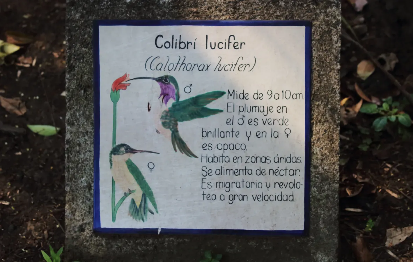 File:Calothorax lucifer..JPG