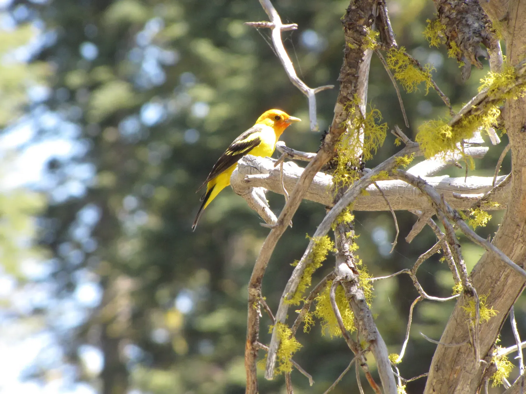 File:Western Tanager- Piranga ludoviciana (9401132139).jpg