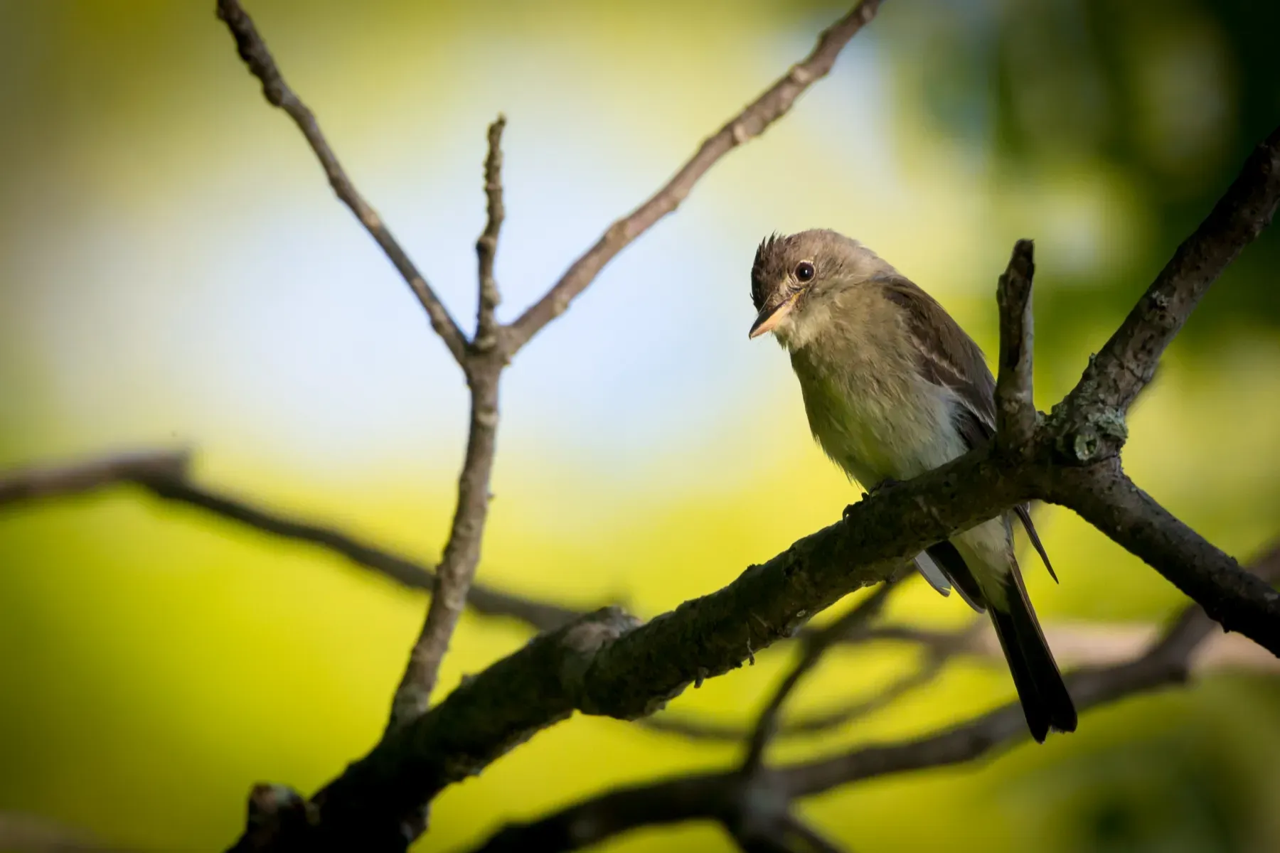 File:Eastern Wood-Pewee (Contopus virens) (20952335342).jpg