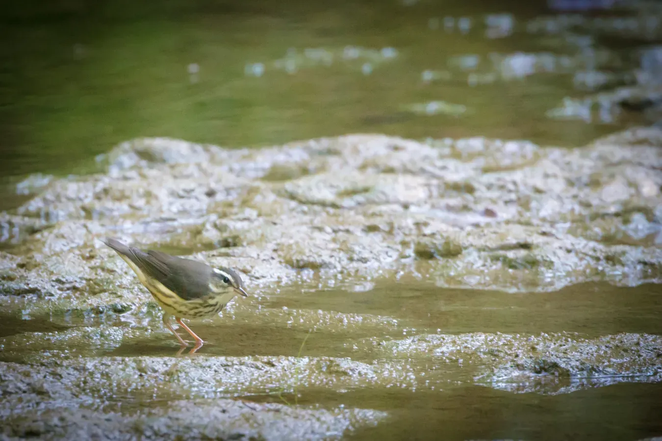 File:Louisiana Waterthrush (Parkesia motacilla) (20443278360).jpg