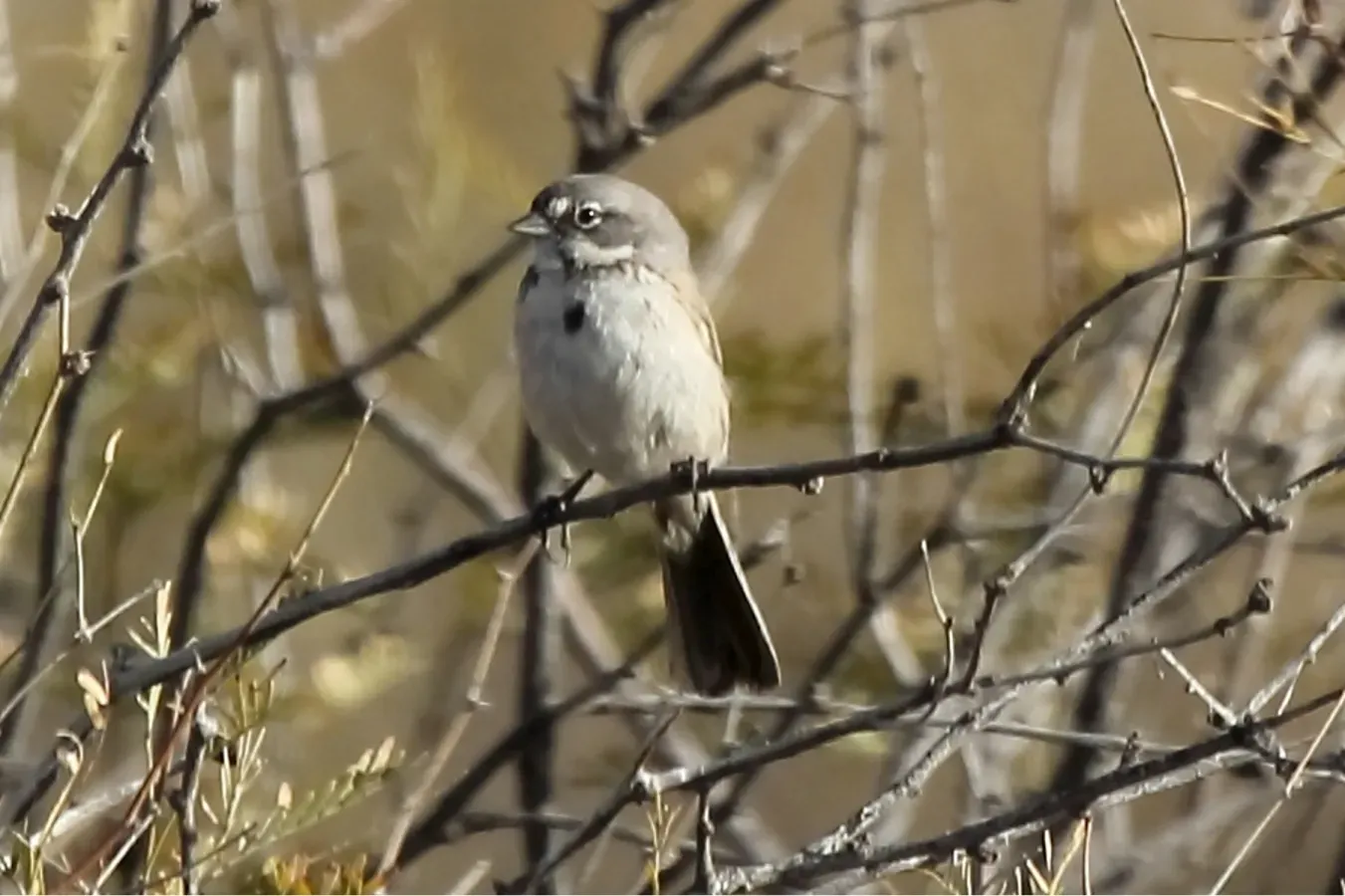 File:Sagebrush Sparrow (Artemisiospiza nevadensis) (13853817634).jpg