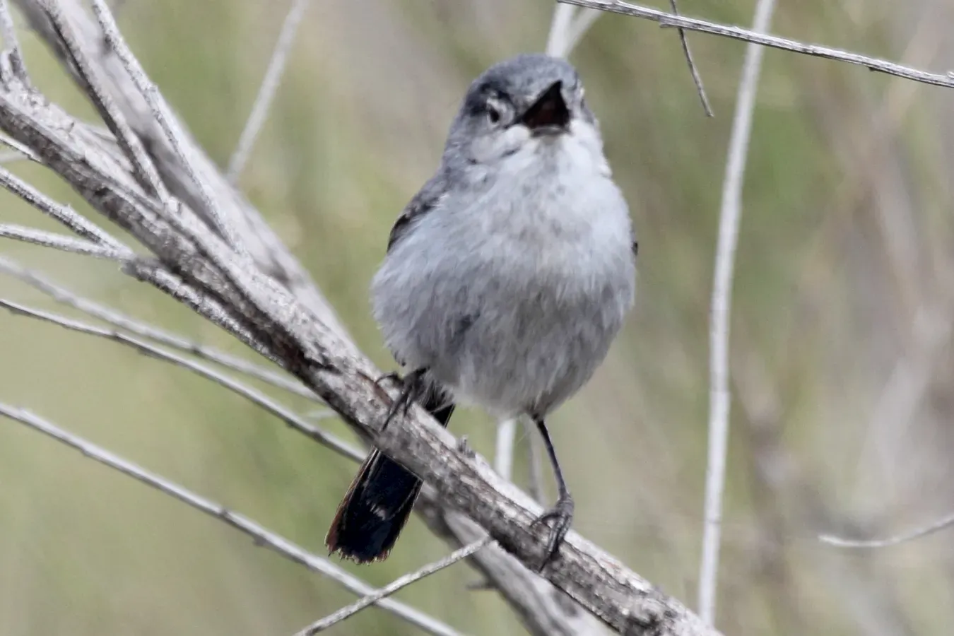 File:California Gnatcatcher (Polioptila californica) (13853504285).jpg