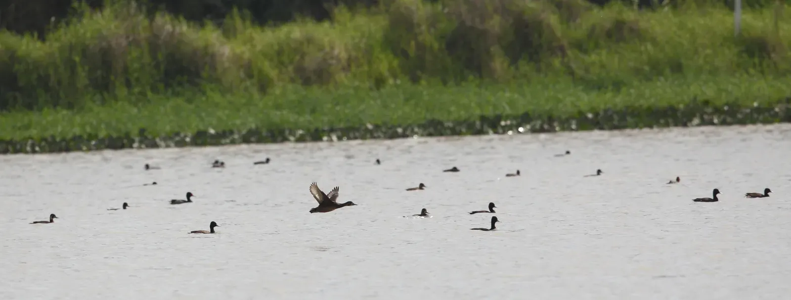 File:Netta erythrophthalma - Southern Pochard (flock), Tremembé, SP, Brasil.jpg
