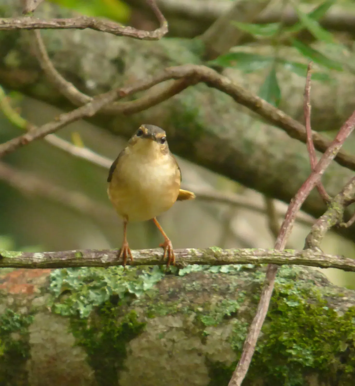 File:Myiothlypis fulvicauda (Arañero ribereño) (16391858954).jpg