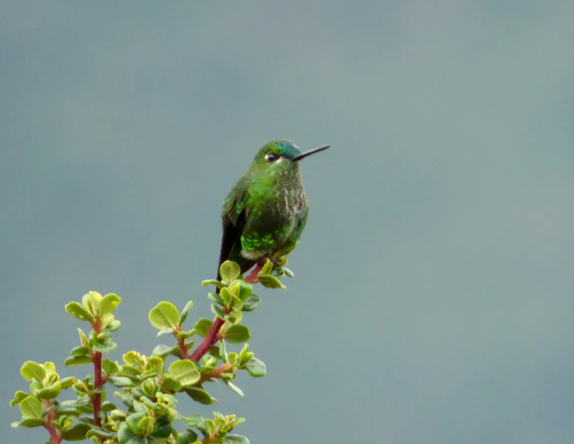 File:Eriocnemis derbyi (Paramero rabihorcado) (15321385900).jpg