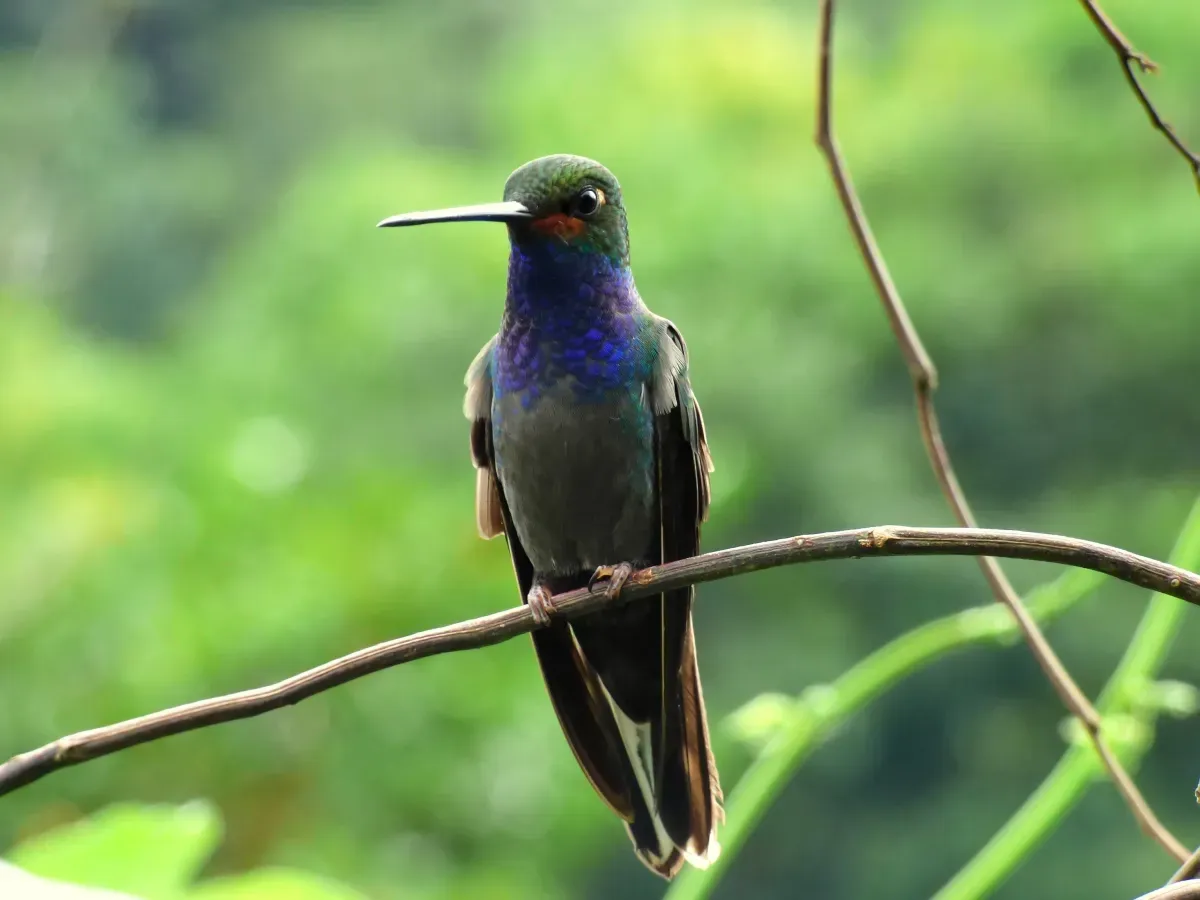 File:Urochroa bougueri (Colibrí nagüiblanco) (13961188389).jpg
