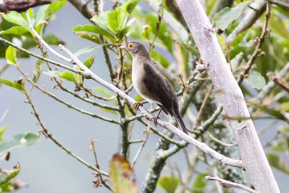 File:Spectacled Thrush (Turdus nudigenis) (8079737573).jpg