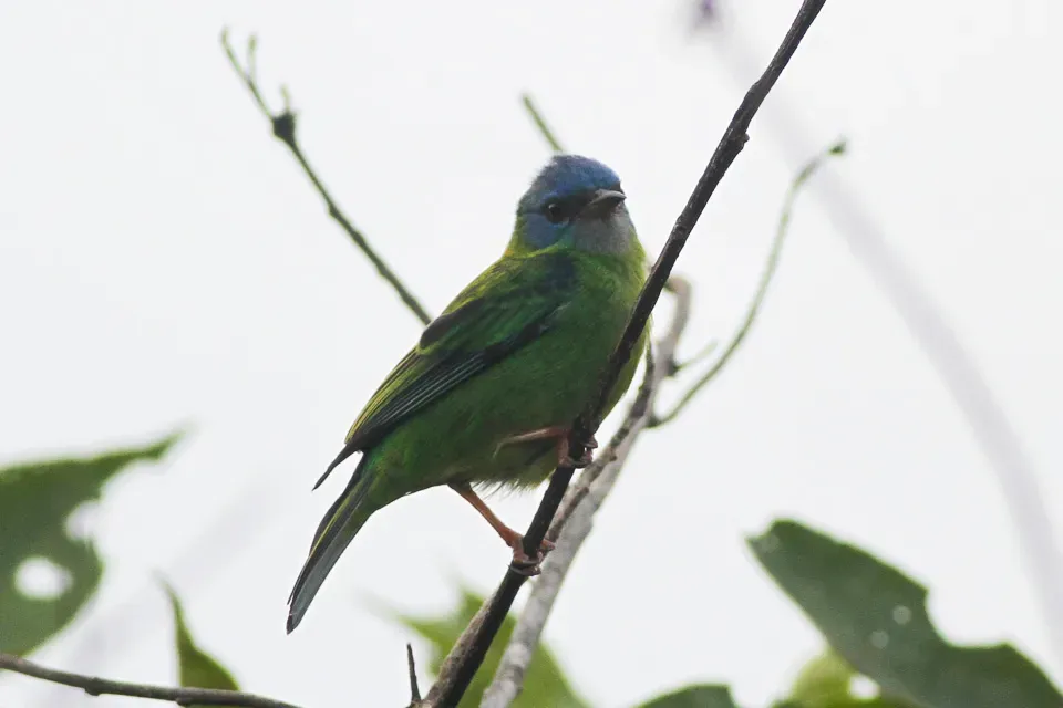 File:Blue Dacnis (Dacnis cayana) (8079745467).jpg