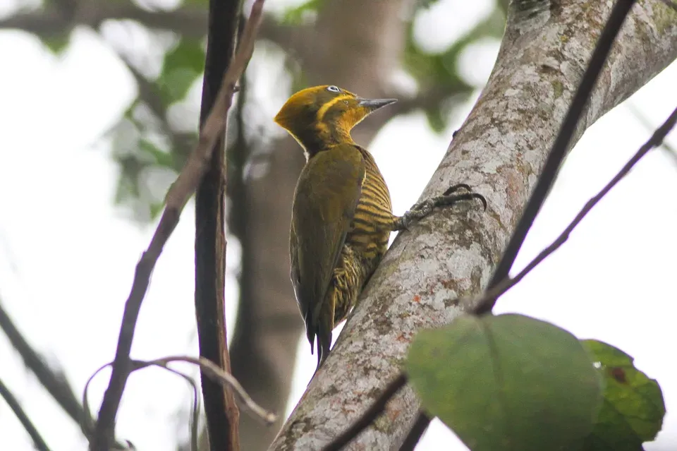 File:Golden-green Woodpecker (Piculus chrysochloros) (8079739212).jpg