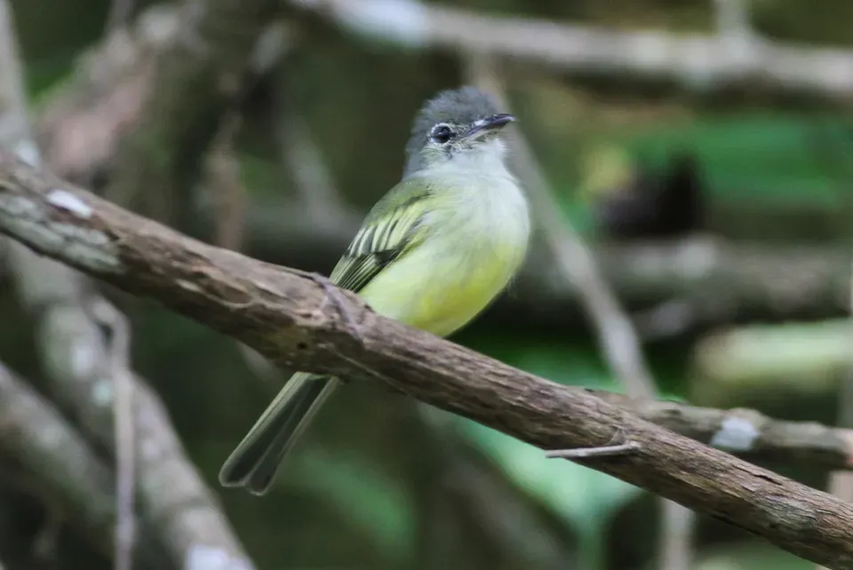 File:Yellow-margined Flatbill (Tolmomyias flavotectus) (8079750693).jpg