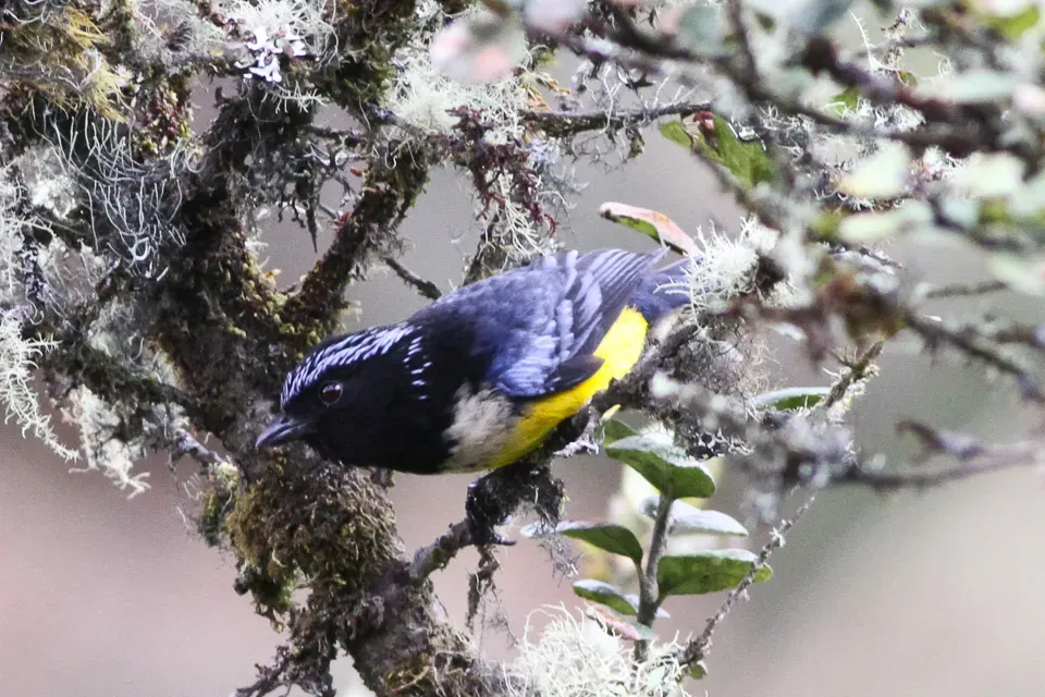 File:Buff-breasted Mountain Tanager (Dubusia taeniata) (8079763473).jpg