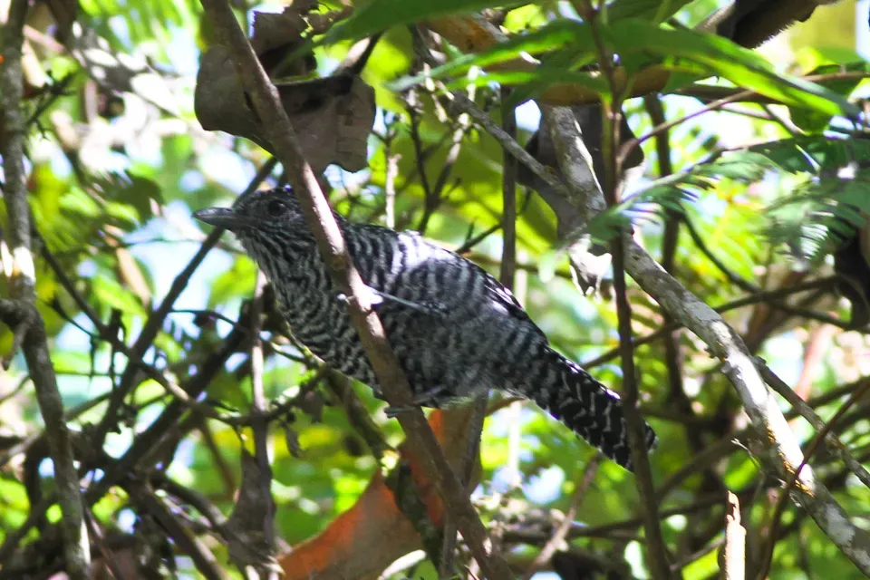 File:Bar-crested Antshrike (Thamnophilus multistriatus) (8079780679).jpg