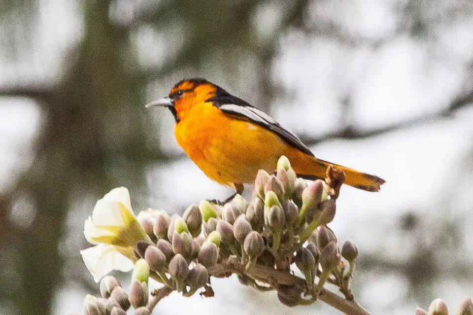 File:Bullock's Oriole (Icterus bullockii) (8079405295).jpg
