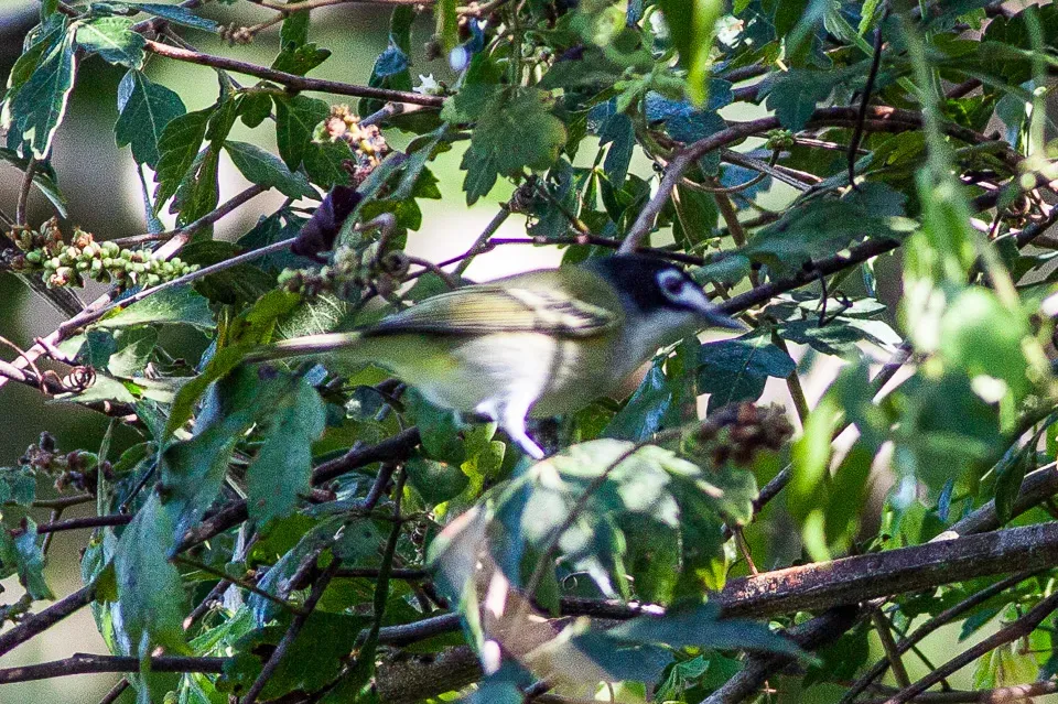 File:Black-capped Vireo (Vireo atricapilla) (8079397233).jpg