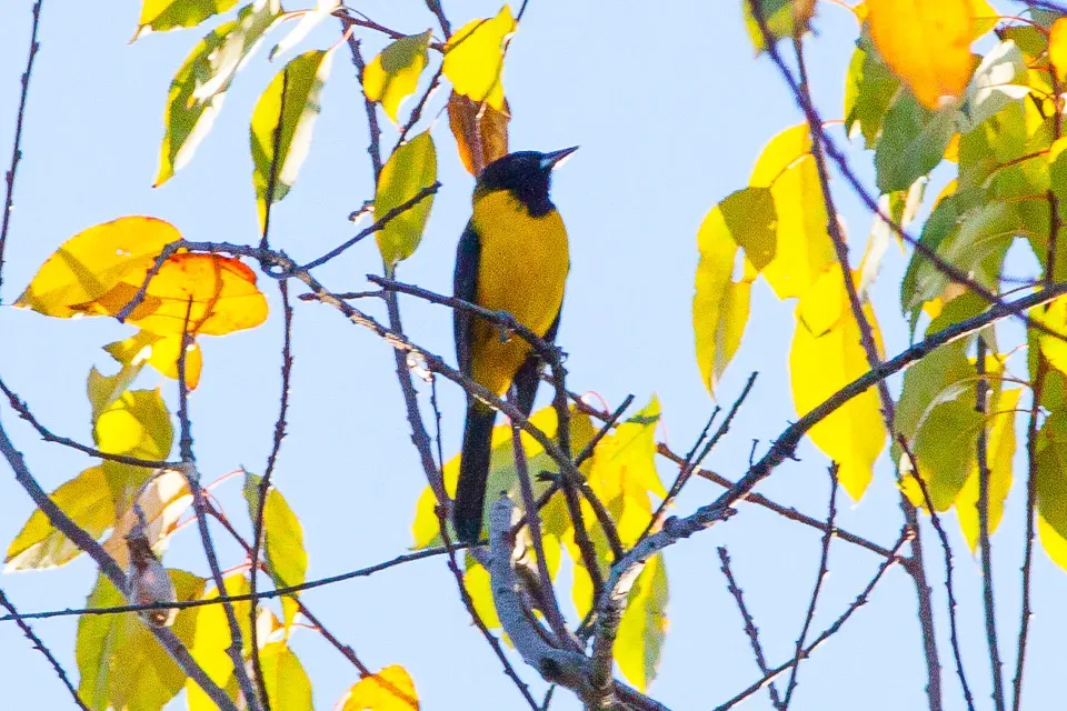 File:Audubon's Oriole (Icterus graduacauda) (8079399168).jpg