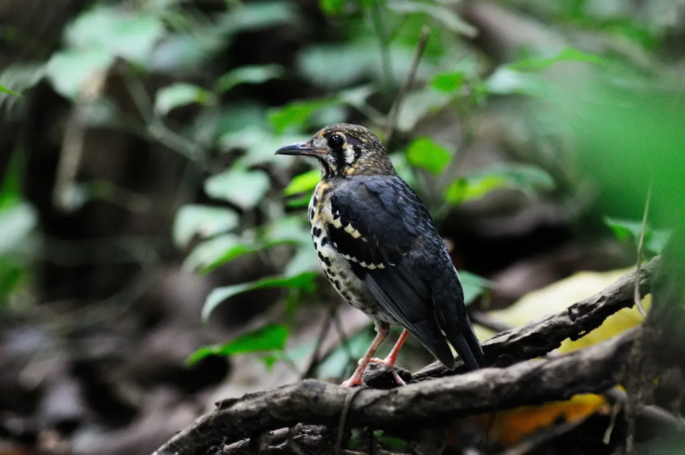 File:Geokichla cinerea.jpg