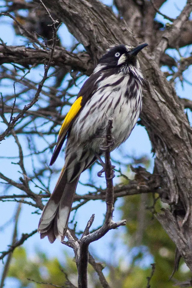 File:New Holland Honeyeater (Phylidonyris novaehollandiae) (8079668764).jpg