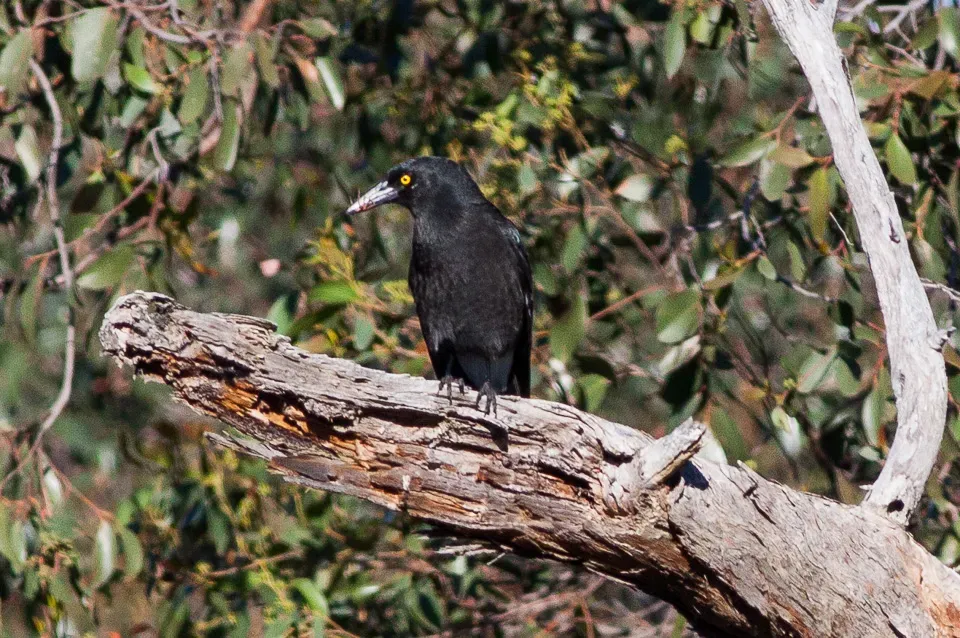 File:Grey Currawong (Strepera versicolor) (8079680964).jpg