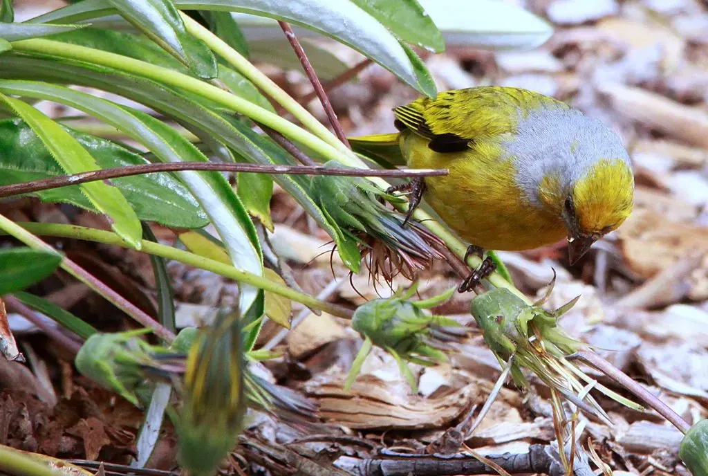 File:Cape Canary, Serinus canicollis, male at Kirstenbosch (8234943685).jpg