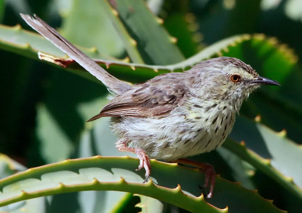 File:Karoo Prinia (Spotted Prinia), Prinia maculosa (8418500601).jpg