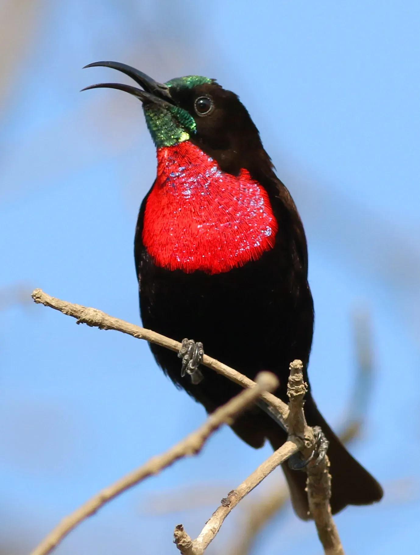 File:Scarlet-chested sunbird, Chalcomitra senegalensis, at Lake Chivero, Harare, Zimbabwe - male (21681953409).jpg