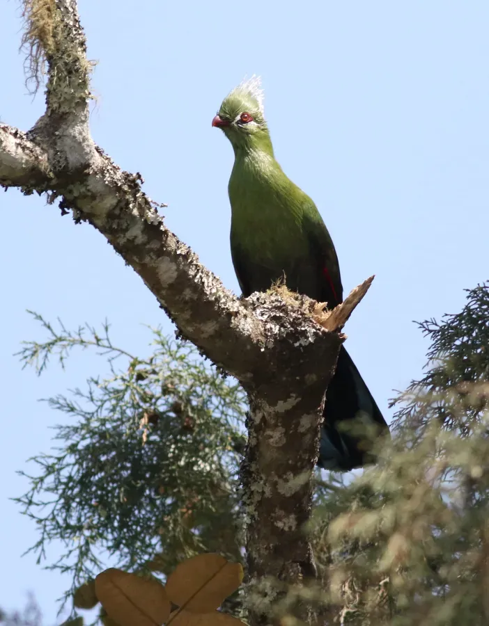 File:Livingstone's turaco, Tauraco livingstonii at Seldomseen, Vumba, Zimbabwe (21743254628).jpg