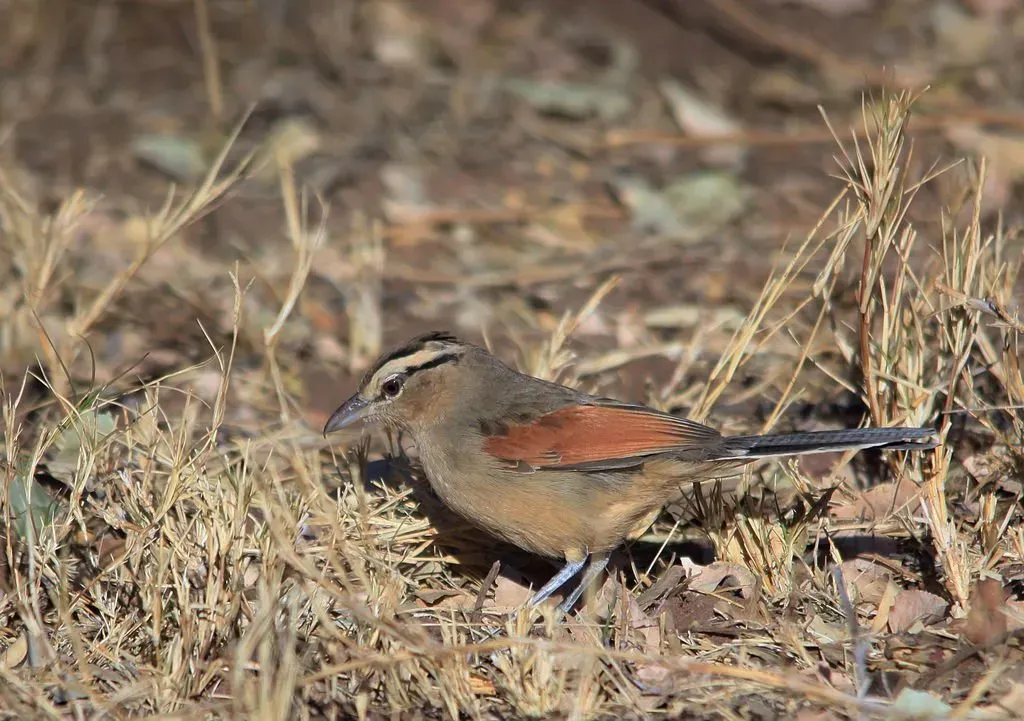 File:Brown-crowned Tchagra, Tchagra australis, at Marakele National Park, South Africa (7796676734).jpg