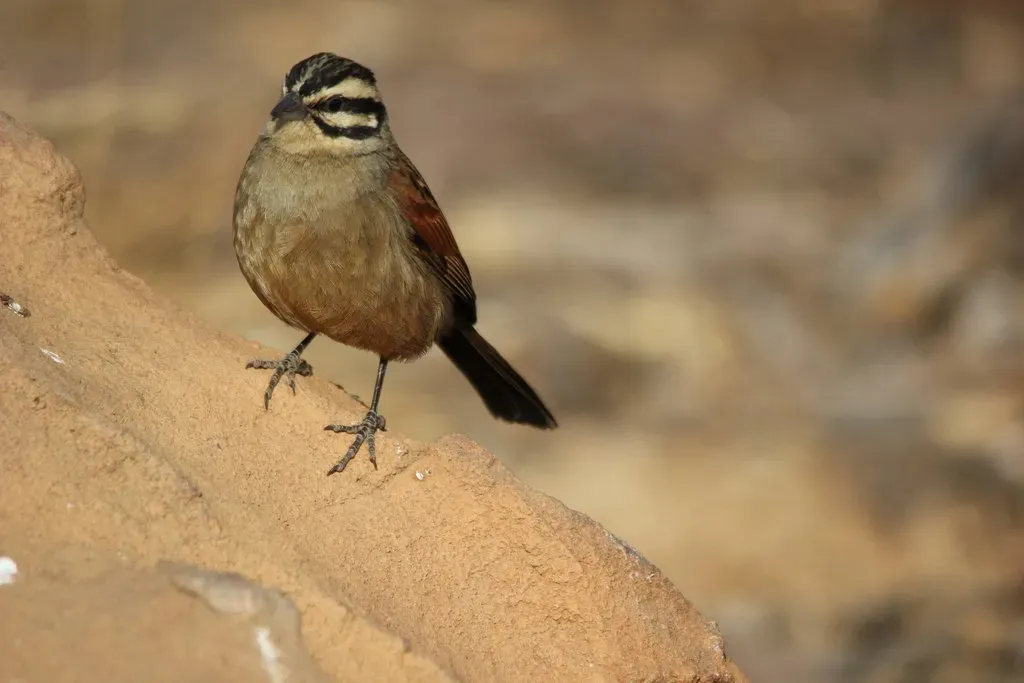 File:Cape Bunting, Emberiza capensis at Marakele National Park, South Africa (7789907776).jpg