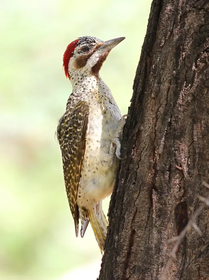 File:Bennett's Woodpecker, Campethera bennettii at Marakele National Park, Limpopo, South Africa (female) (16093393660).jpg