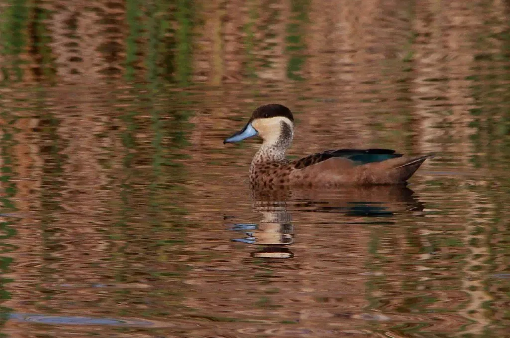 File:Blue-billed Teal (Spatula hottentota), Marievale Nature Reserve, Gauteng, South Africa (8057293859).jpg