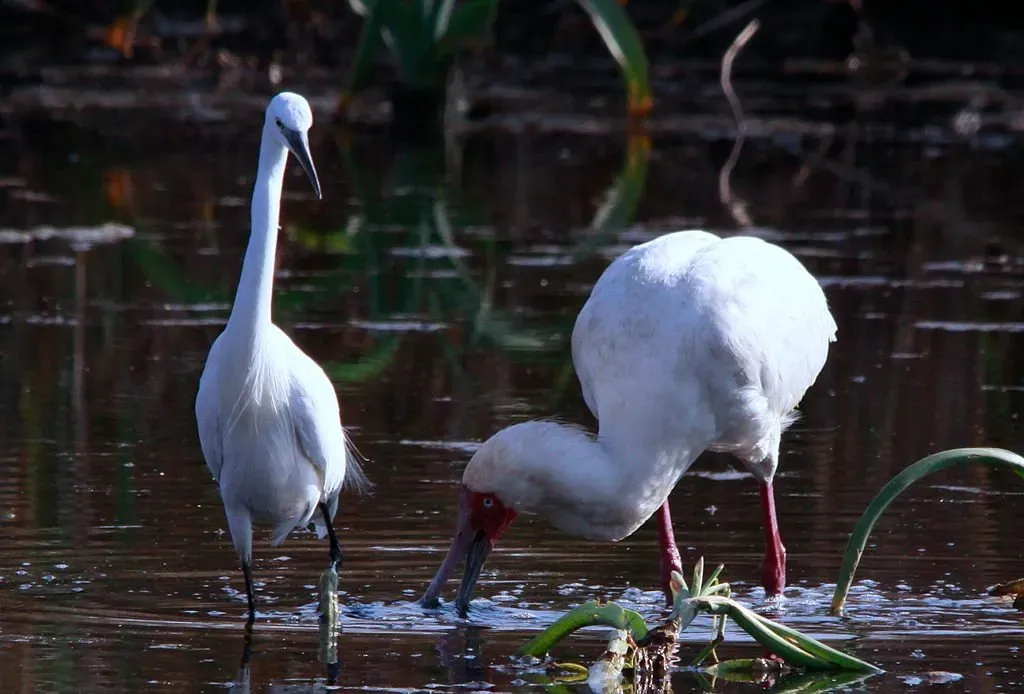 File:African Spoonbill, Platalea alba being followed by a Little Egret, Egretta garzetta at Marievale Nature Reserve, Gauteng, South Africa (8116913210).jpg