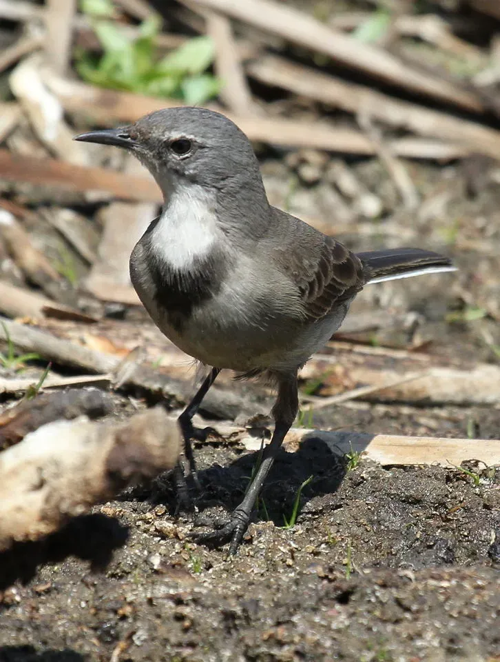 File:Cape Wagtail, Motacilla capensis at Marievale Nature Reserve, South Africa (9708427311).jpg