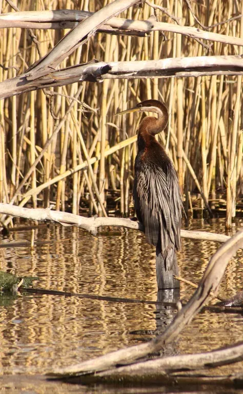 File:African darter (Anhinga rufa) (5923588352).jpg