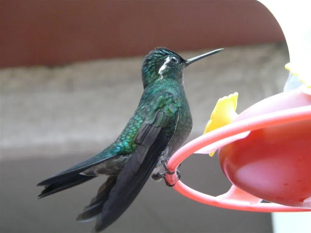 File:Lampornis calolaemus-3.jpg