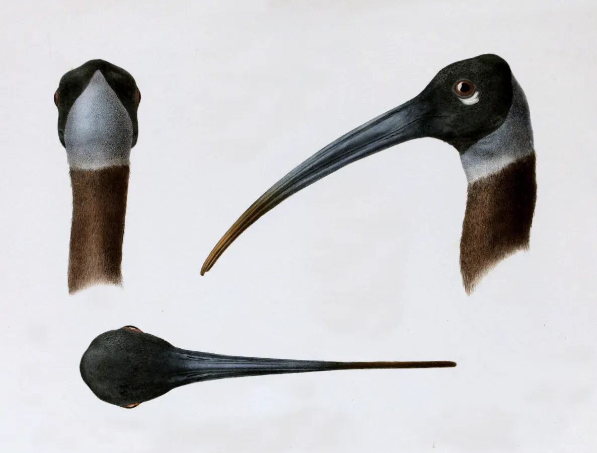 File:Nouvelles archives du Muséum d'histoire naturelle (Pl. 6, Pseudibis davisoni).jpg