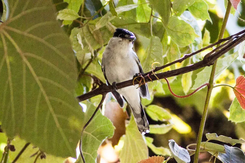 File:Grey-collared Becard (Pachyramphus major) (8079390335).jpg