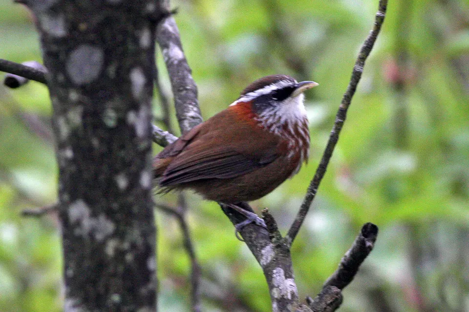File:Streak-breasted Scimitar-Babbler (Pomatorhinus ruficollis) (8077171488).jpg