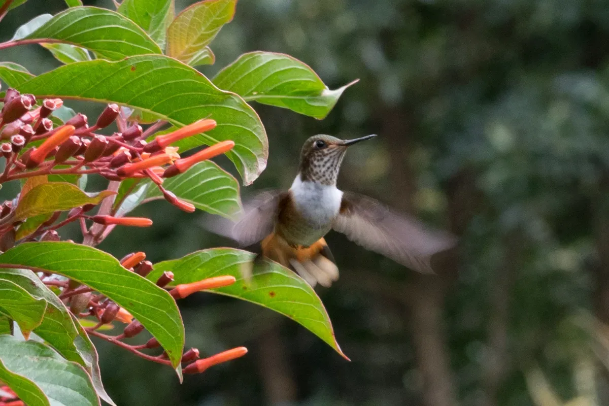 File:Lophornis-adorabilis-female-1.jpg