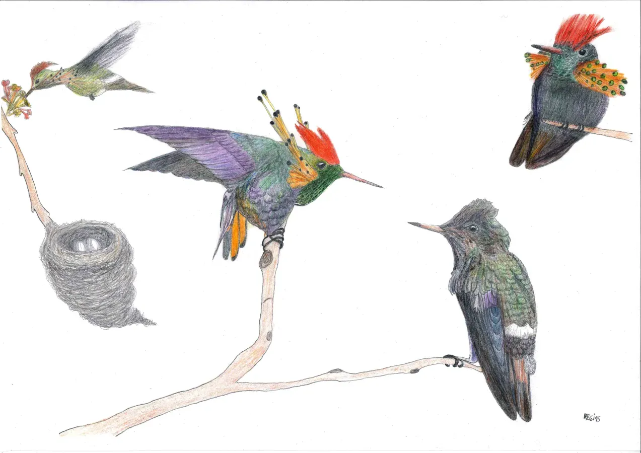 File:Lophornis ornatus, la coqueta adornada o coqueta abanico canela - Regina Gabilondo Toscano.jpg