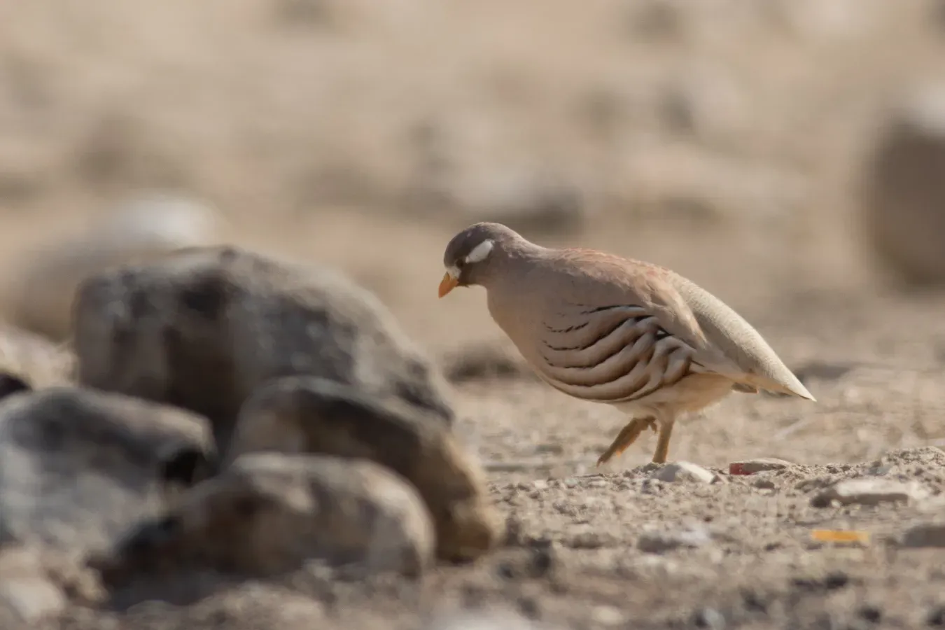 File:Ammoperdix heyi, Israel.jpg