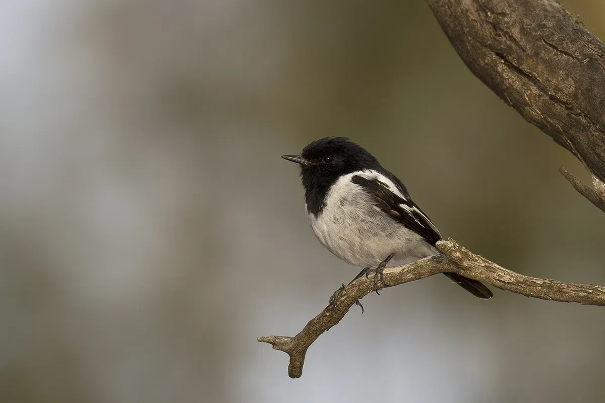 File:Hooded Robin (Melanodryas cucullata) (22580919831).jpg