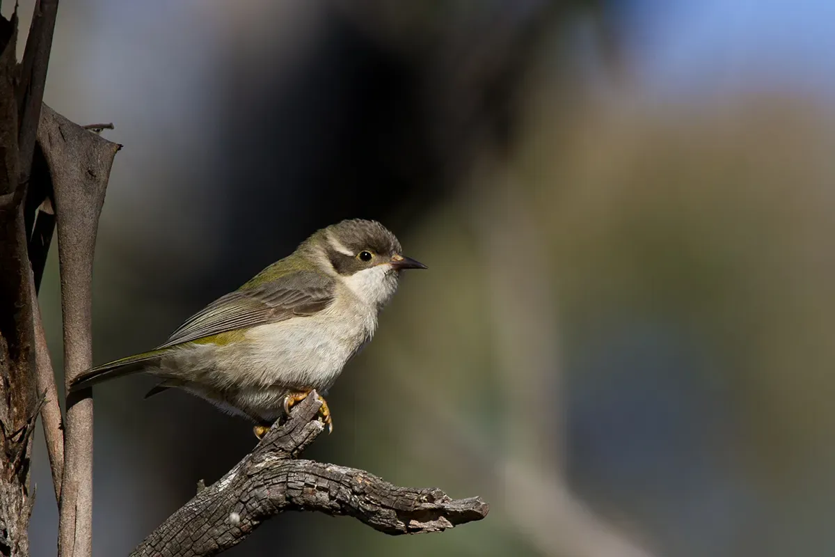 File:Brown--headed Honeyeater (Melithreptus brevirostris) (14489262978).jpg