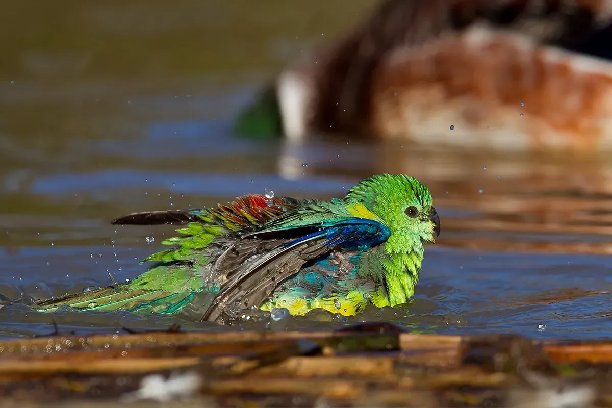 File:Red-rumped Parrot male (Psephotus haematonotus) (9355933869).jpg