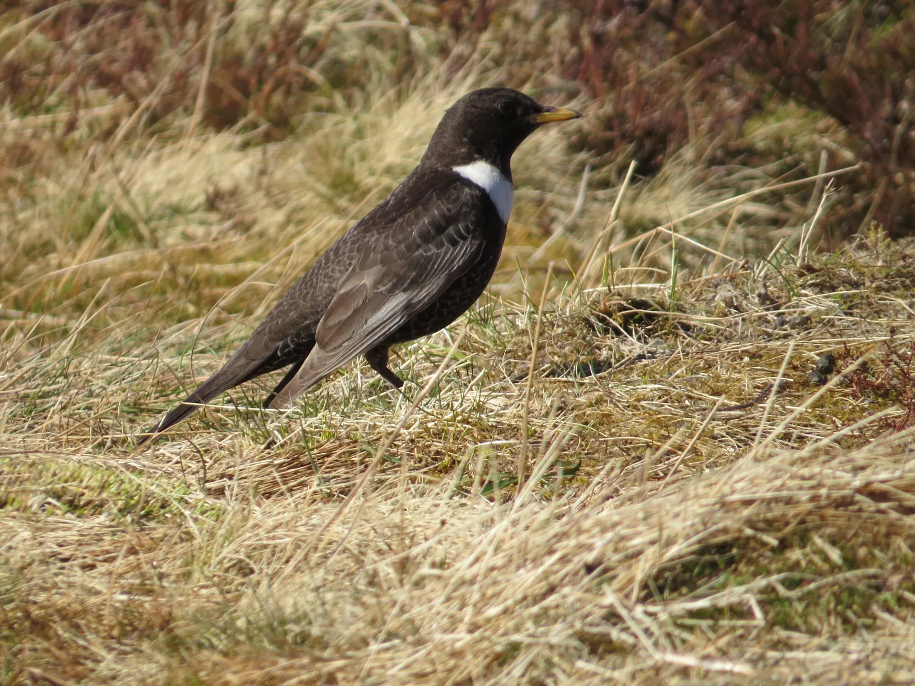File:2015-04-20 Turdus torquatus torquatus Cairngorm 2.jpg