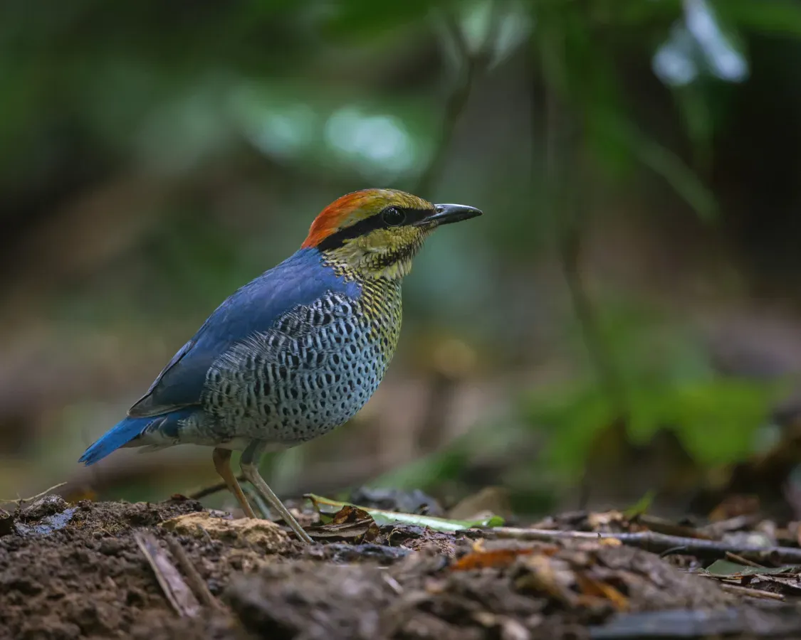 File:Hydrornis cyaneus male by Jason Thompson.jpg