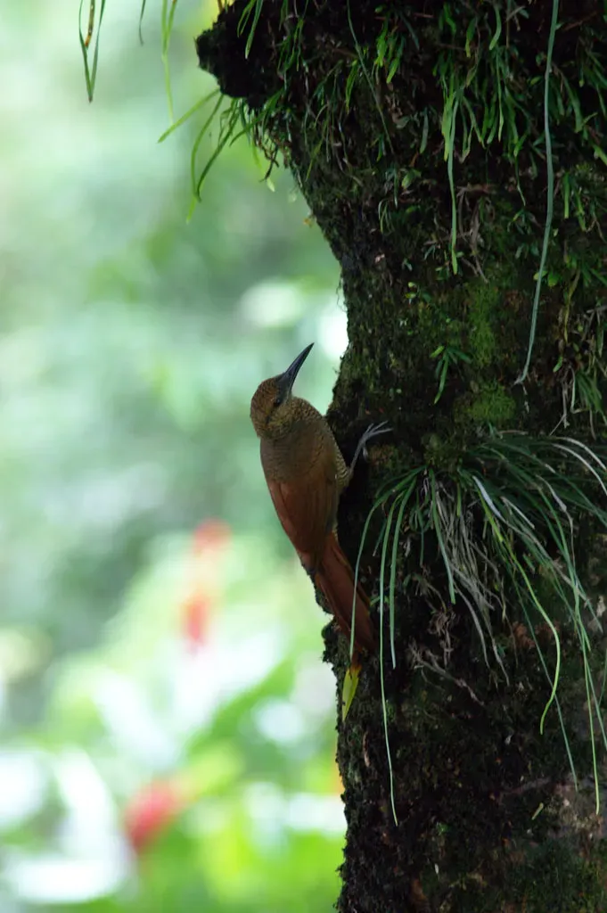File:Dendrocolaptes sanctithomae -on tree-1.jpg