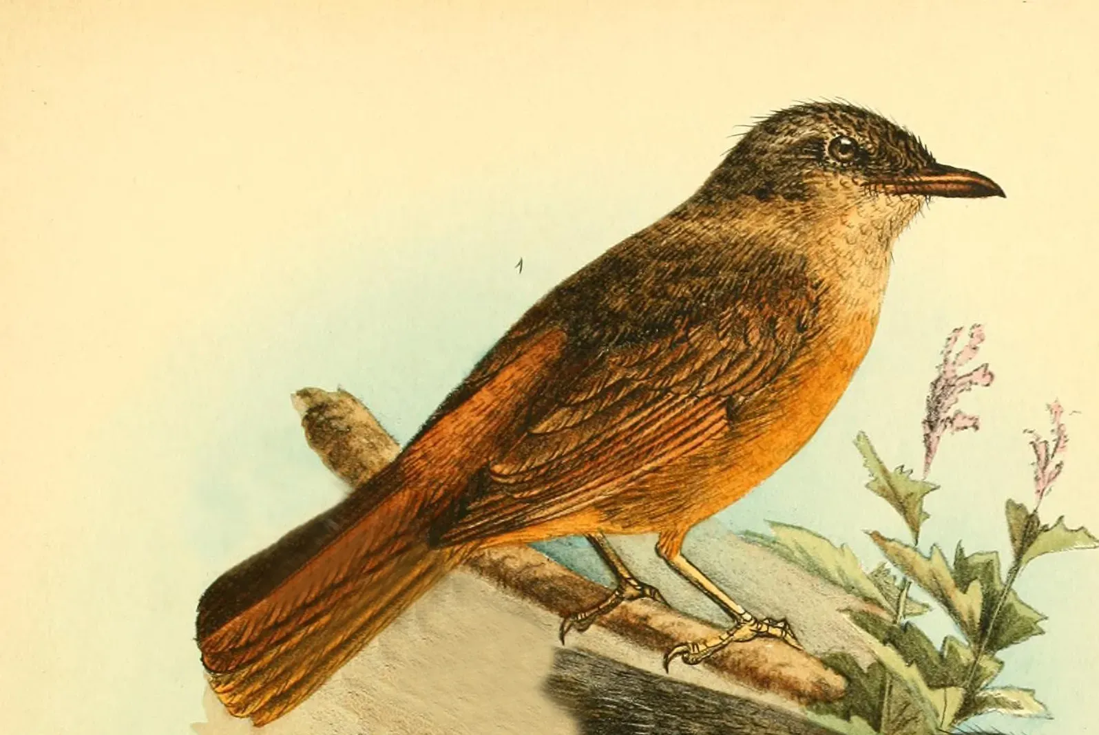File:Neocossyphus rufus from Die Vögel Afrikas (1900).jpg